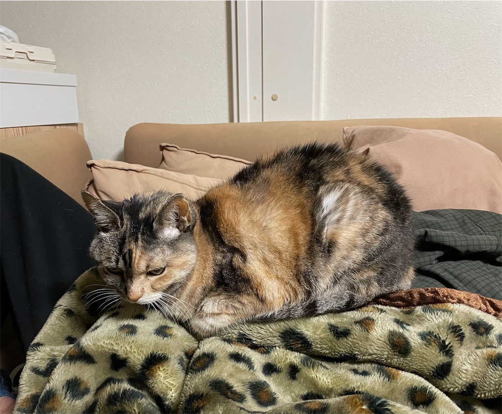 f:id:hiraryo0201:20210128235658j:image