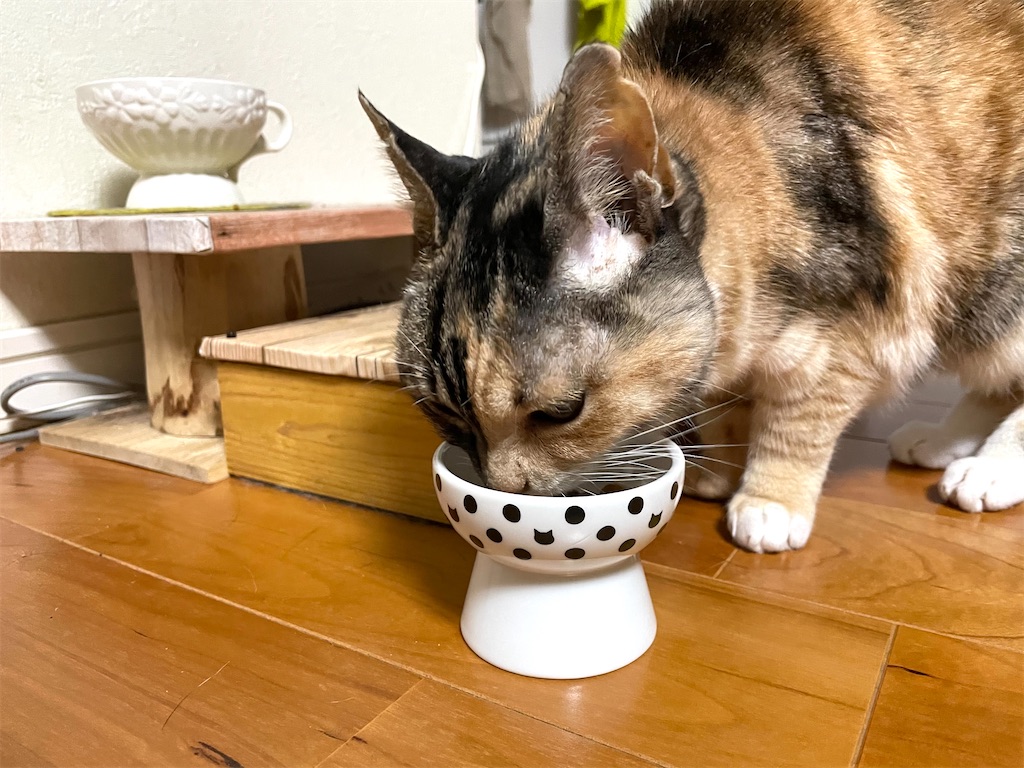 f:id:hiraryo0201:20210128235702j:image