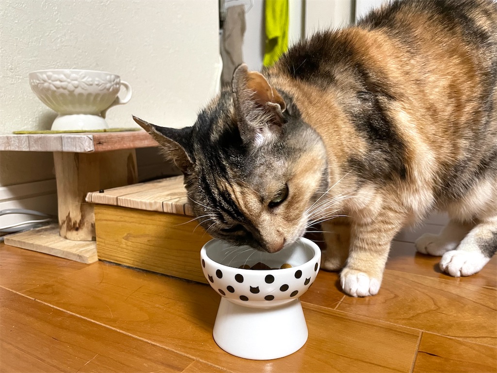 f:id:hiraryo0201:20210128235705j:image