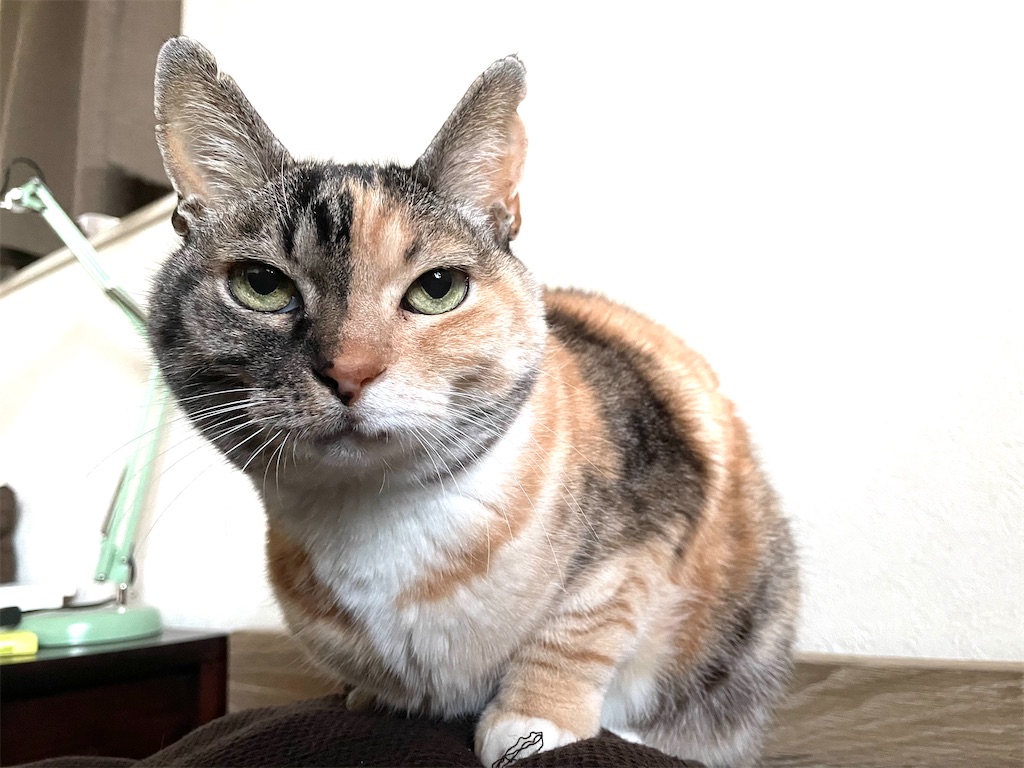 f:id:hiraryo0201:20210204071613j:image