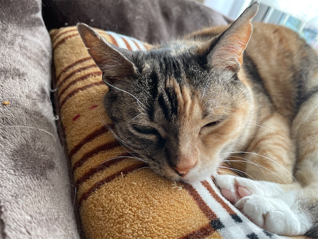 f:id:hiraryo0201:20210306180916j:image f:id:hiraryo0201:20210306180916j:image