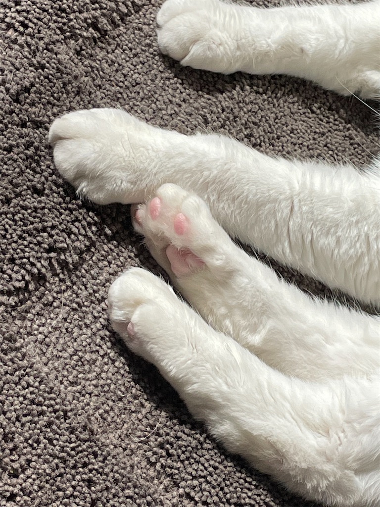 f:id:hiraryo0201:20210306180923j:image f:id:hiraryo0201:20210306180923j:image