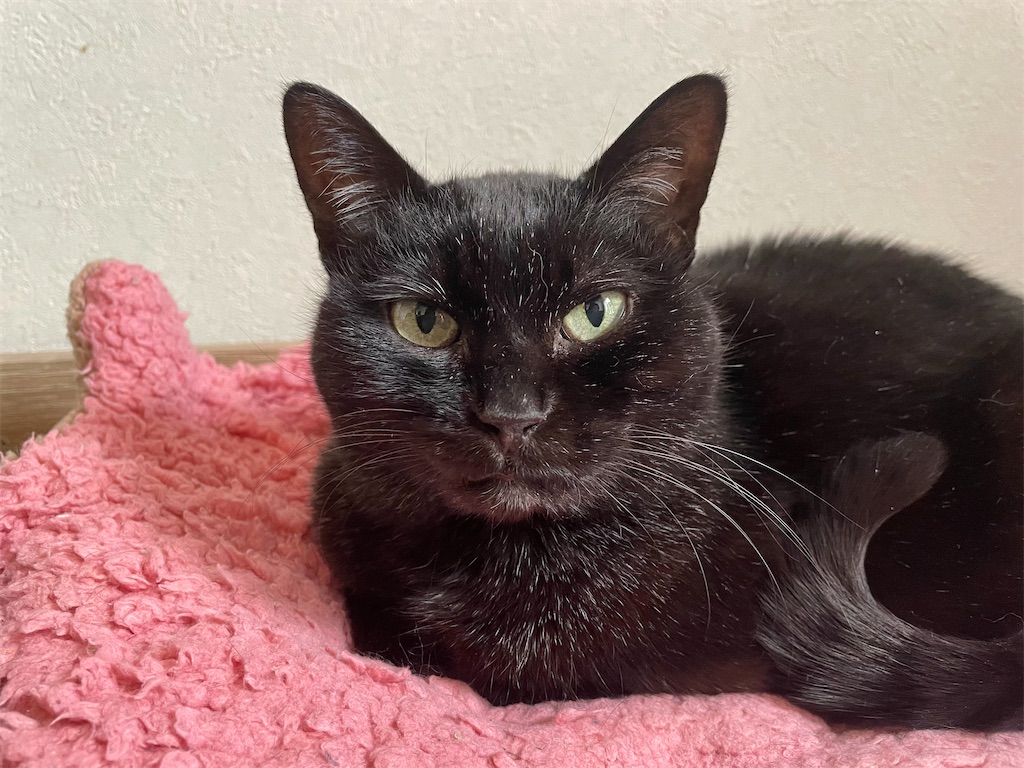 f:id:hiraryo0201:20210306180939j:image f:id:hiraryo0201:20210306180939j:image