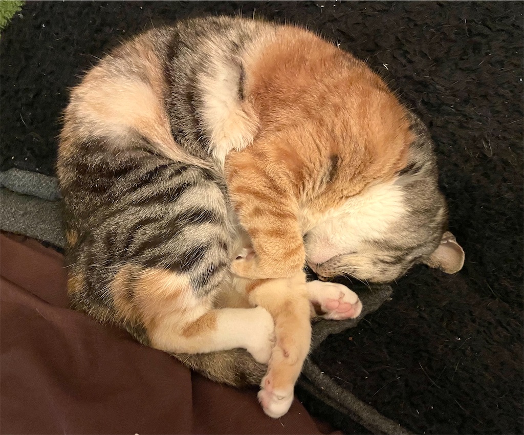 f:id:hiraryo0201:20210306212136j:plain