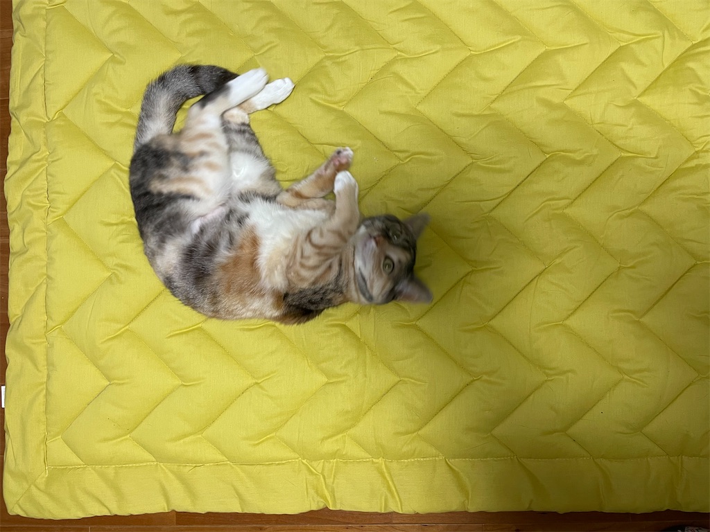 f:id:hiraryo0201:20210309090128j:image f:id:hiraryo0201:20210309090128j:image