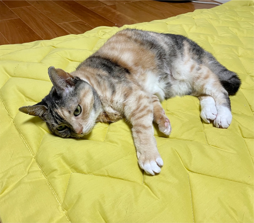 f:id:hiraryo0201:20210309090132j:image f:id:hiraryo0201:20210309090132j:image