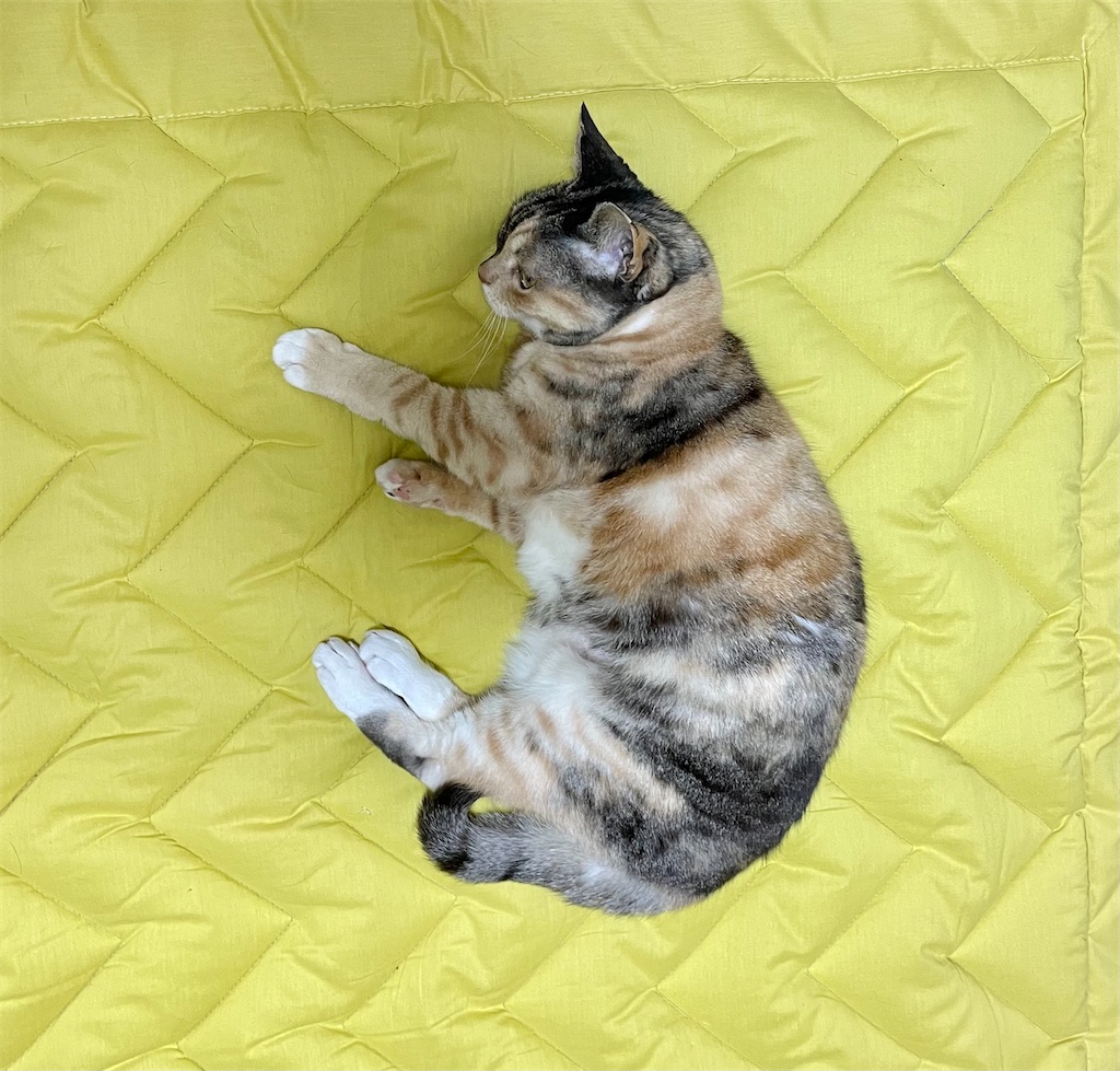 f:id:hiraryo0201:20210309090141j:image f:id:hiraryo0201:20210309090141j:image