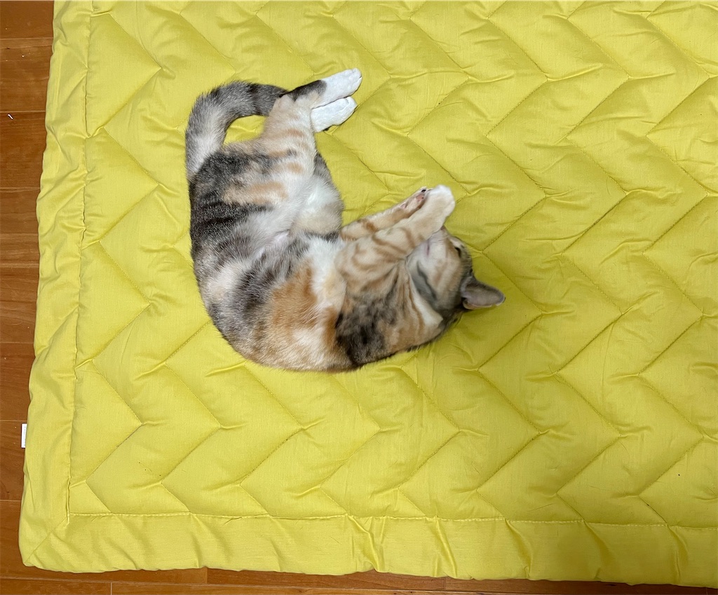 f:id:hiraryo0201:20210309090146j:image f:id:hiraryo0201:20210309090146j:image