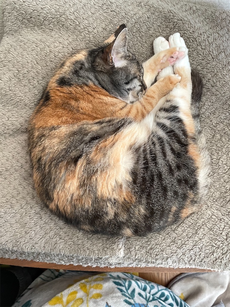 f:id:hiraryo0201:20210311071424j:plain