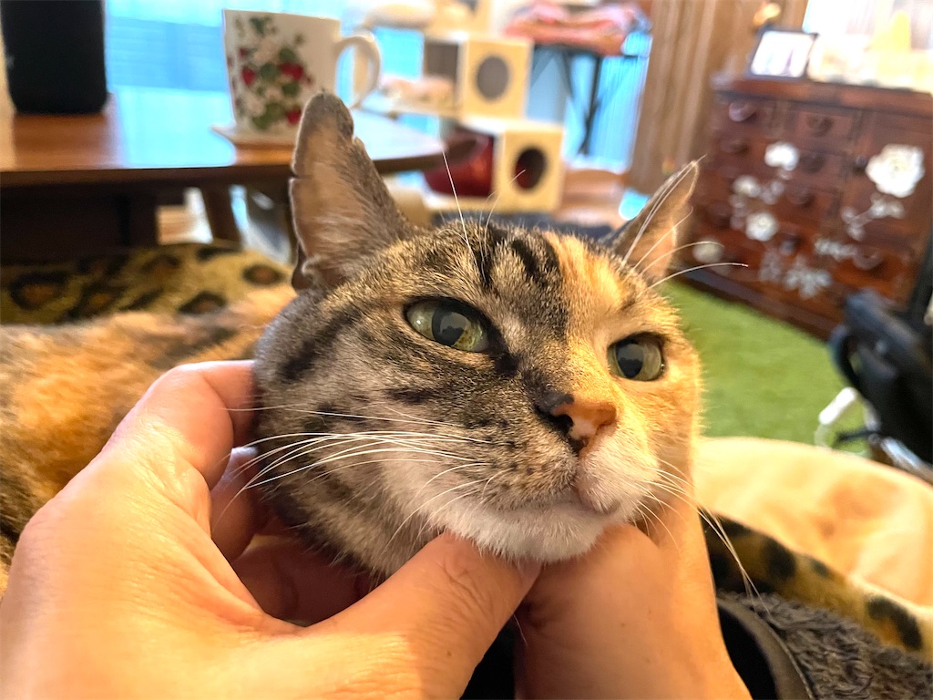 f:id:hiraryo0201:20210313164132j:image