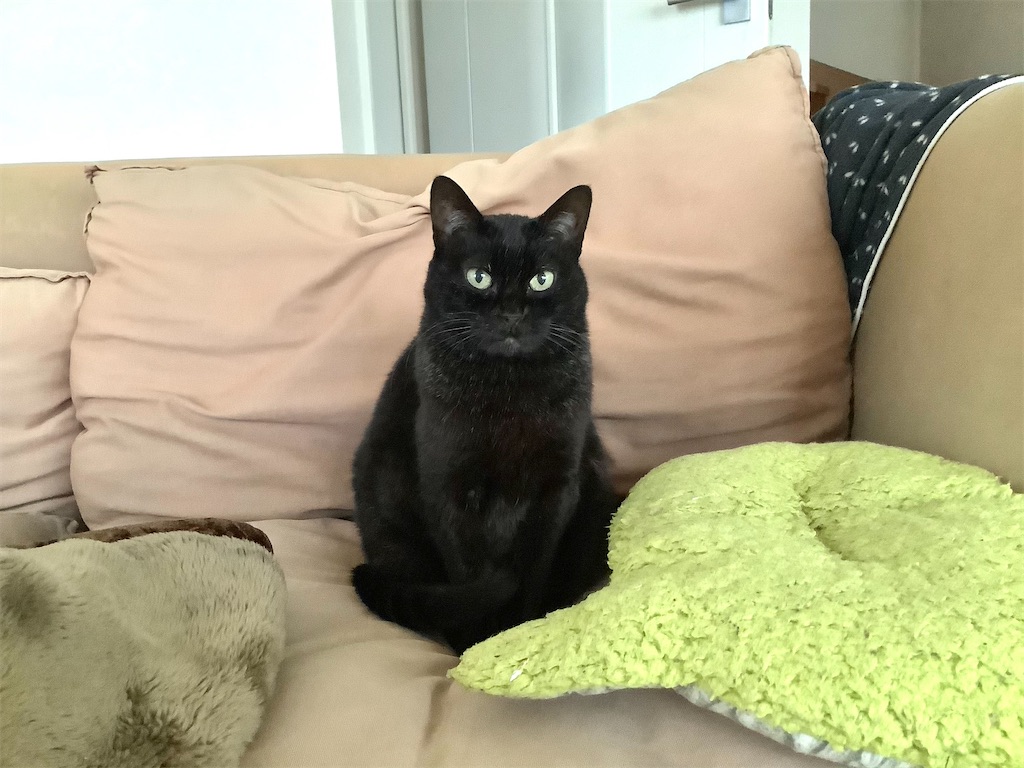 f:id:hiraryo0201:20210313164135j:image