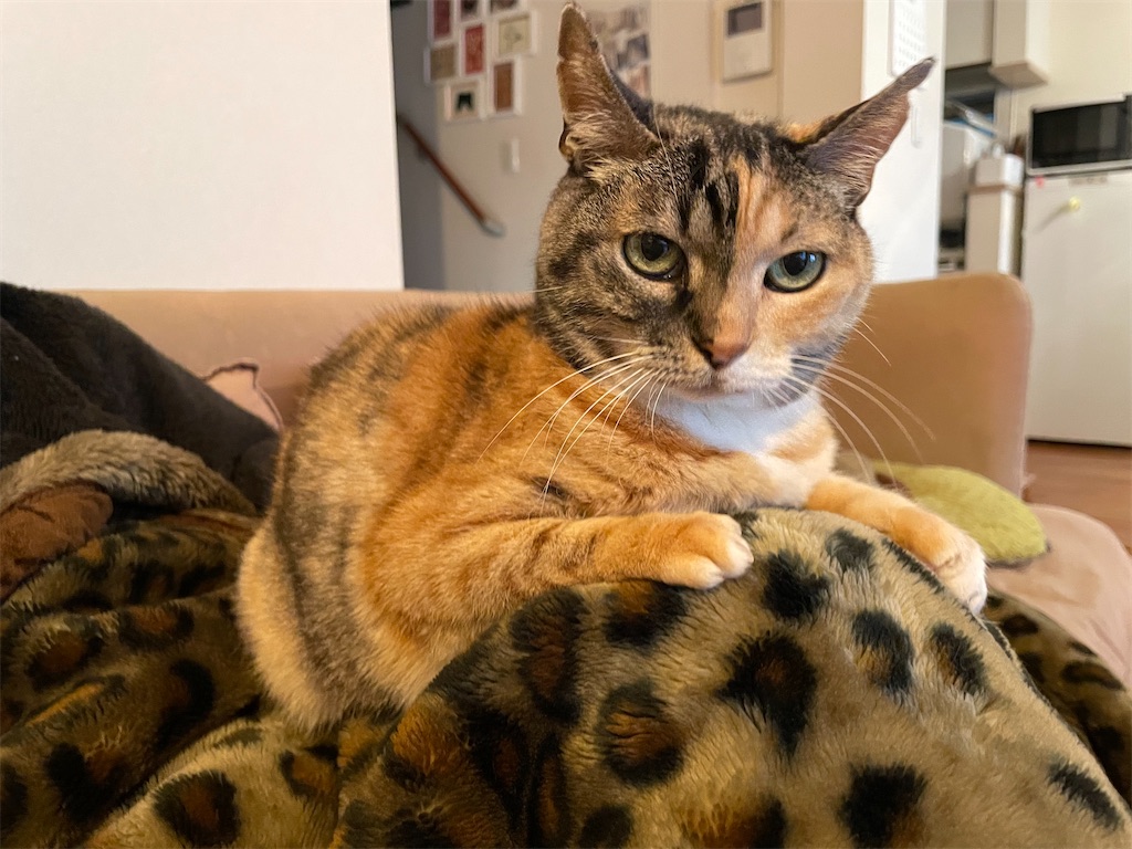 f:id:hiraryo0201:20210313164516j:image