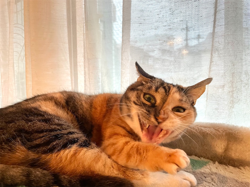 f:id:hiraryo0201:20210313164554j:image