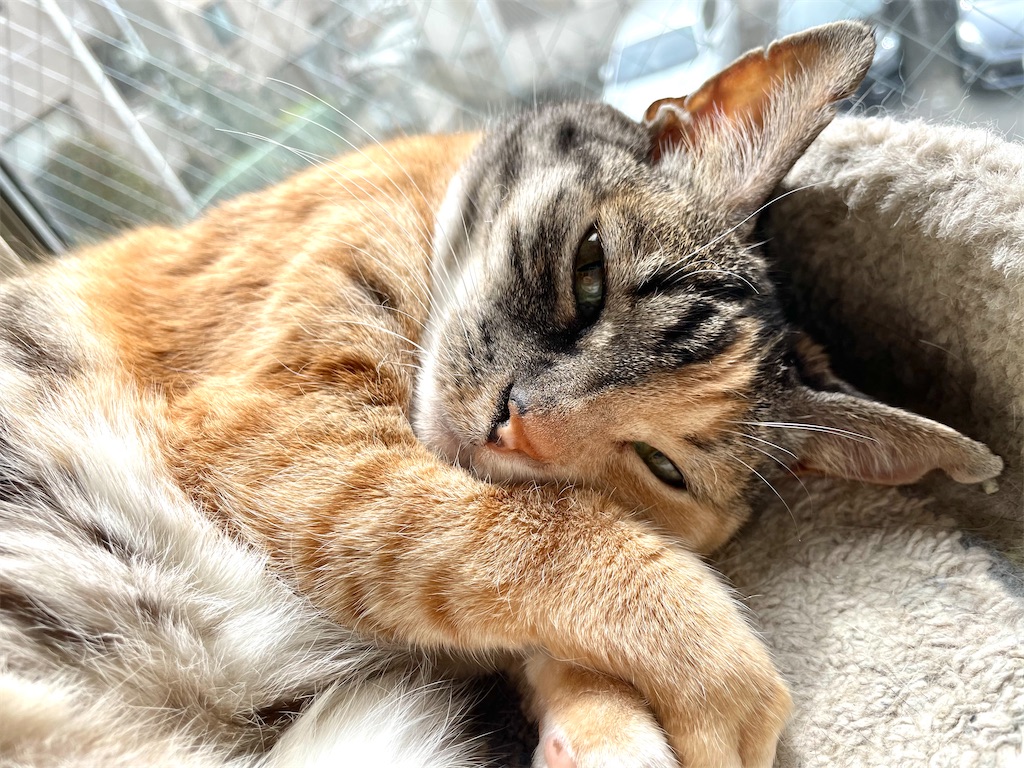 f:id:hiraryo0201:20210313181128j:image f:id:hiraryo0201:20210313181128j:image