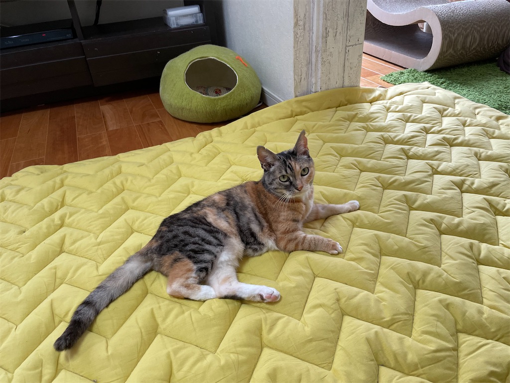 f:id:hiraryo0201:20210313181132j:image f:id:hiraryo0201:20210313181132j:image