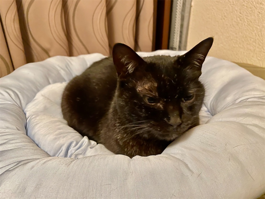 f:id:hiraryo0201:20210316180446j:image f:id:hiraryo0201:20210316180446j:image