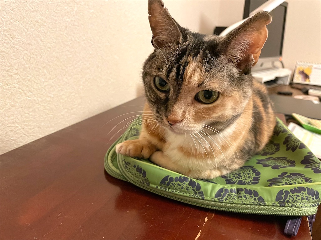 f:id:hiraryo0201:20210316180451j:image f:id:hiraryo0201:20210316180451j:image