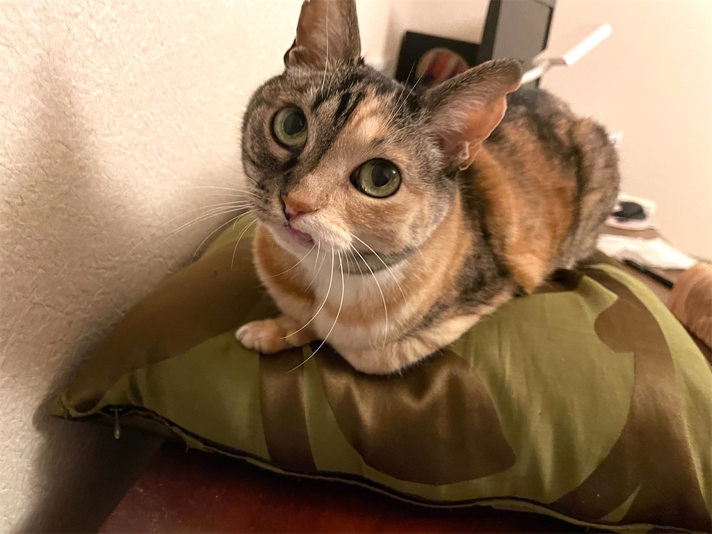 f:id:hiraryo0201:20210316180456j:image f:id:hiraryo0201:20210316180456j:image