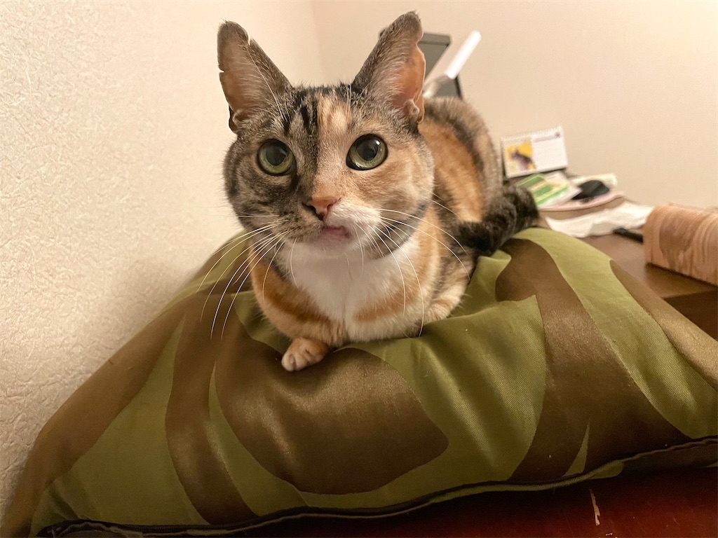 f:id:hiraryo0201:20210316180508j:image f:id:hiraryo0201:20210316180508j:image