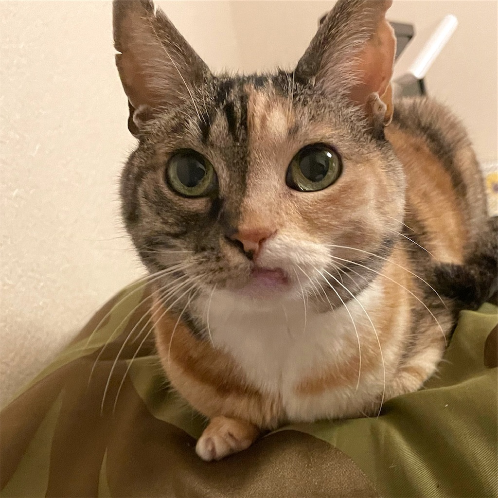 f:id:hiraryo0201:20210318205121j:image f:id:hiraryo0201:20210318205121j:image