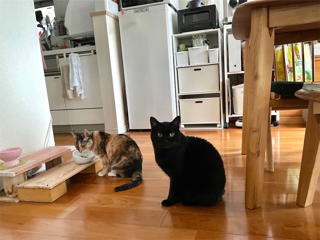 f:id:hiraryo0201:20210320223755j:image f:id:hiraryo0201:20210320223755j:image