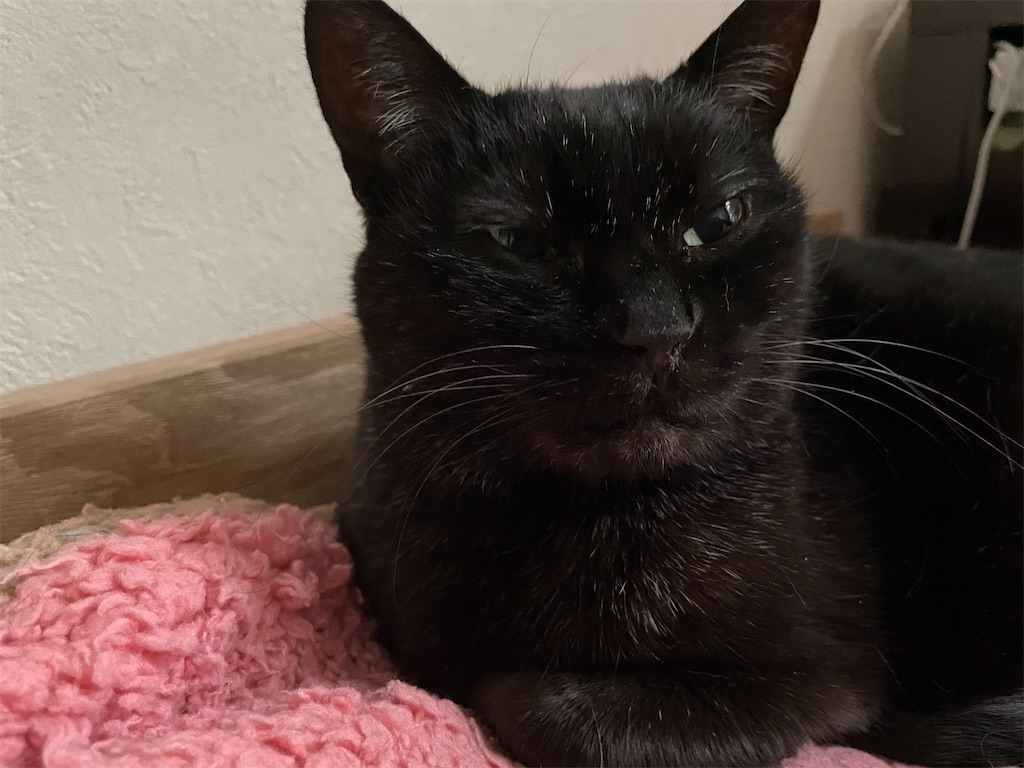 f:id:hiraryo0201:20210320223813j:image f:id:hiraryo0201:20210320223813j:image