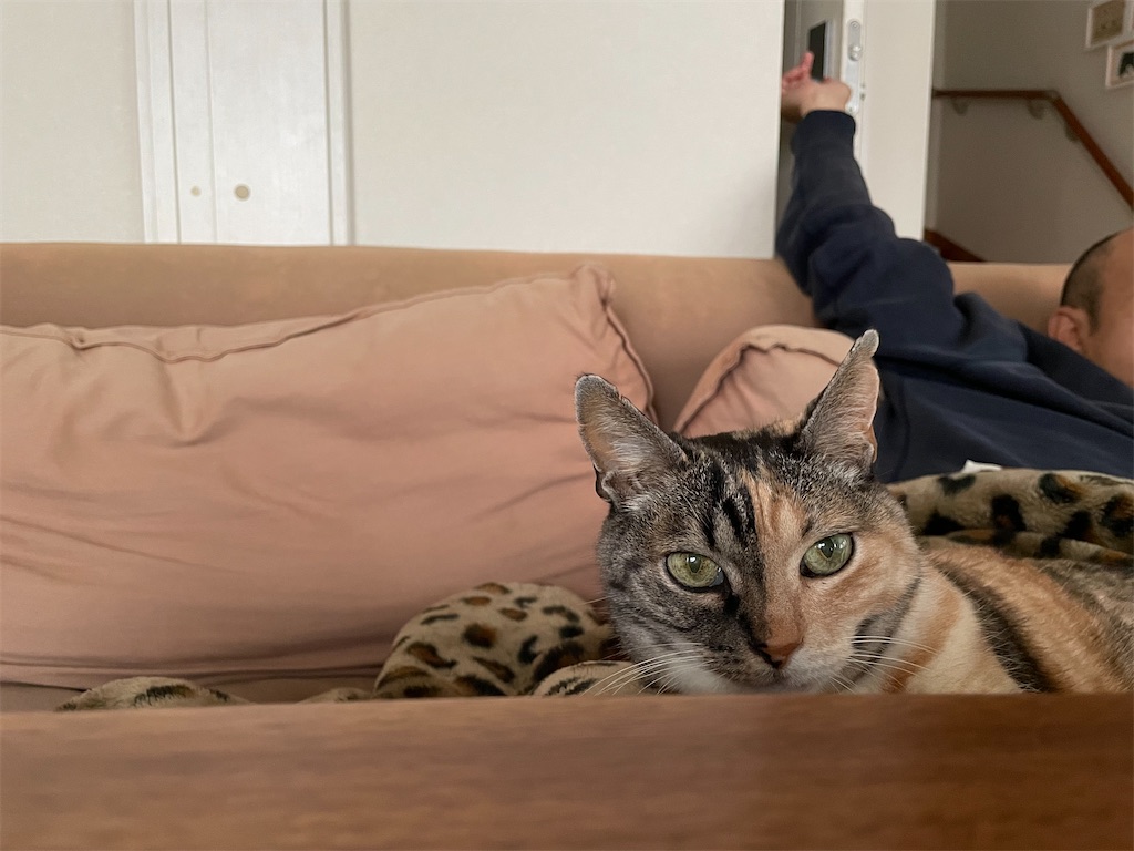 f:id:hiraryo0201:20210321080153j:plain