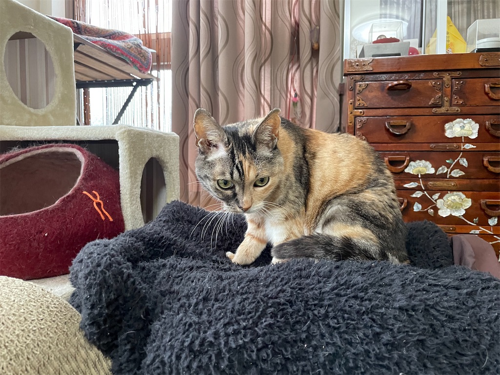 f:id:hiraryo0201:20210321080156j:plain