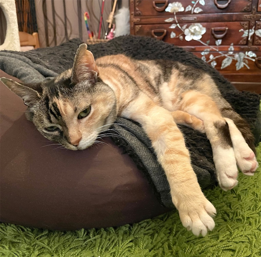 f:id:hiraryo0201:20210321110948j:image f:id:hiraryo0201:20210321110948j:image