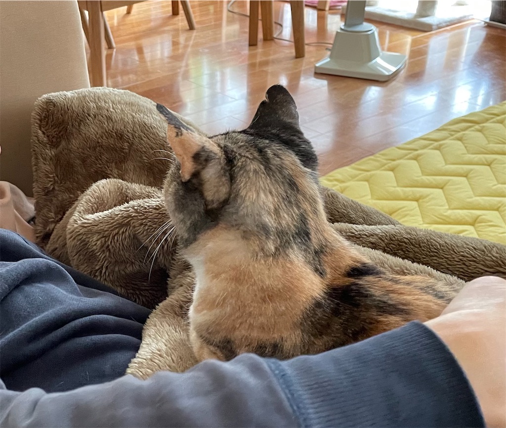 f:id:hiraryo0201:20210321220539j:image f:id:hiraryo0201:20210321220539j:image