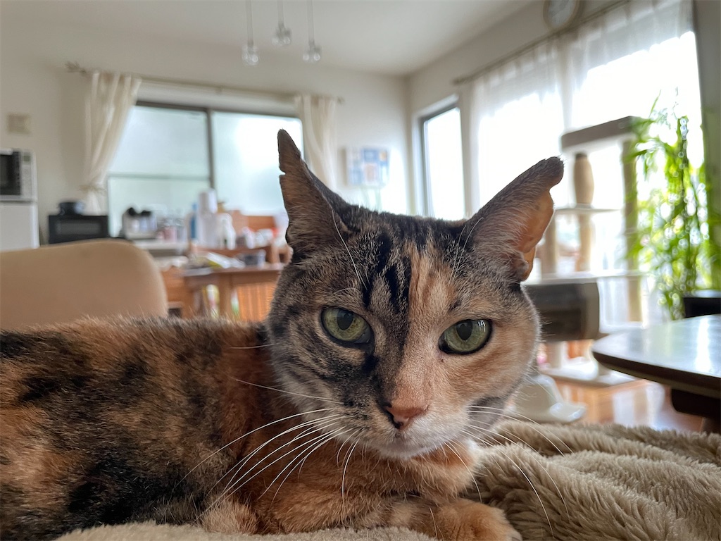 f:id:hiraryo0201:20210321220544j:image f:id:hiraryo0201:20210321220544j:image