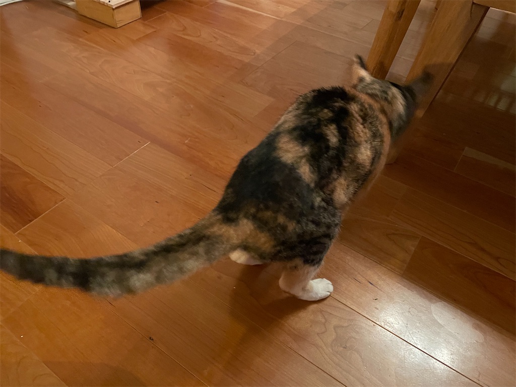 f:id:hiraryo0201:20210324200116j:image f:id:hiraryo0201:20210324200116j:image