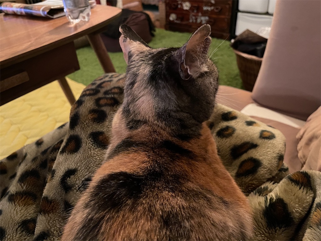 f:id:hiraryo0201:20210324200203j:image f:id:hiraryo0201:20210324200203j:image