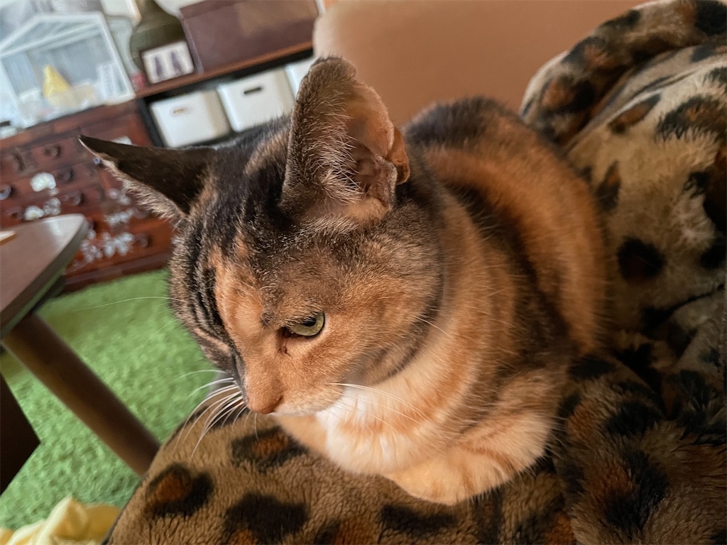 f:id:hiraryo0201:20210324200213j:image f:id:hiraryo0201:20210324200213j:image