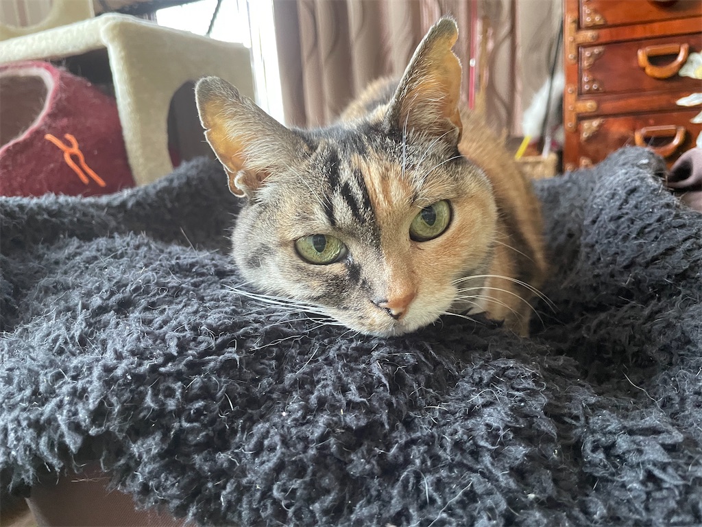 f:id:hiraryo0201:20210324200216j:plain