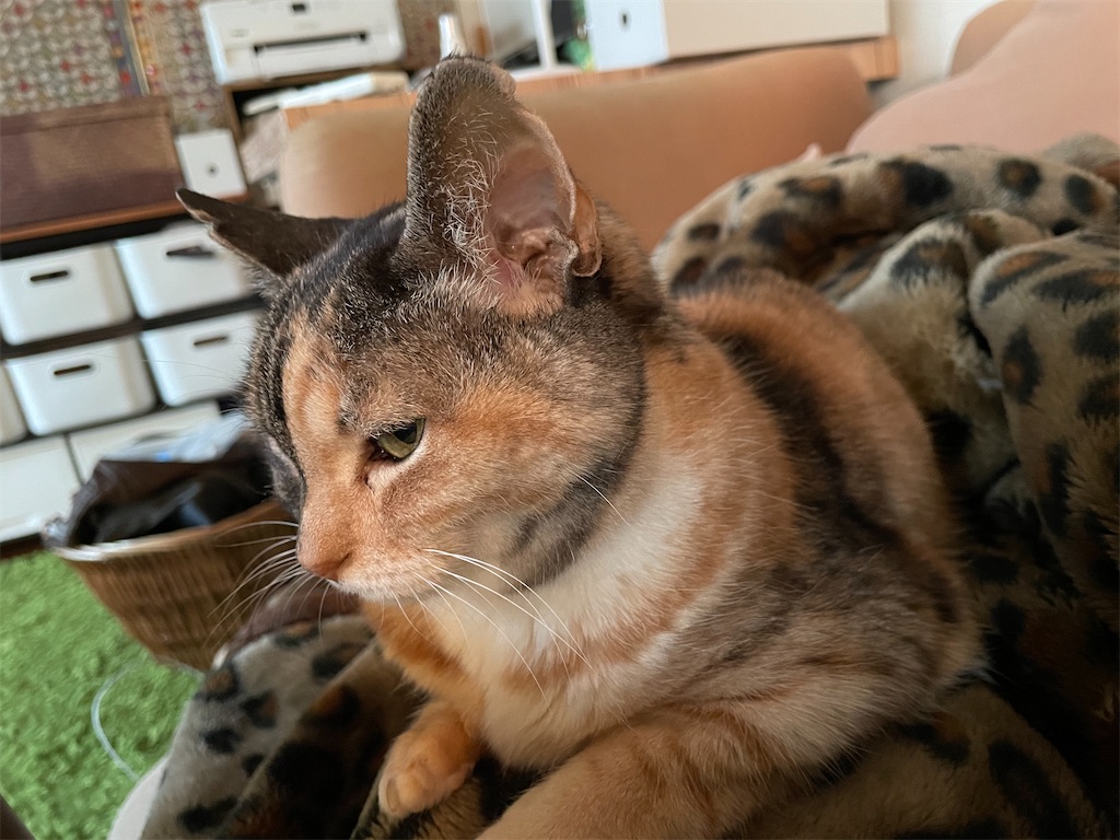 f:id:hiraryo0201:20210324200219j:image f:id:hiraryo0201:20210324200219j:image