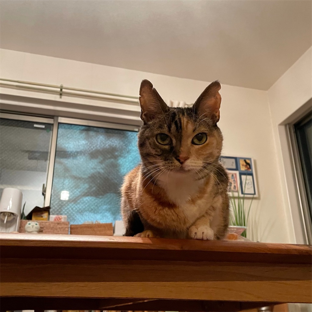 f:id:hiraryo0201:20210324200223j:image f:id:hiraryo0201:20210324200223j:image