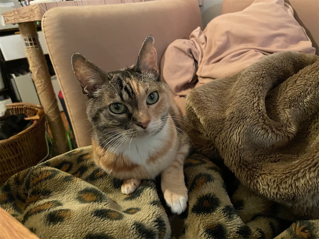 f:id:hiraryo0201:20210324200226j:image f:id:hiraryo0201:20210324200226j:image