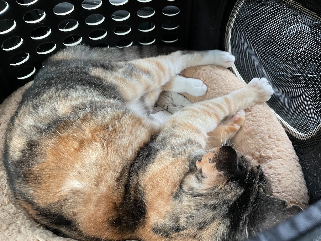 f:id:hiraryo0201:20210325191418j:image f:id:hiraryo0201:20210325191418j:image