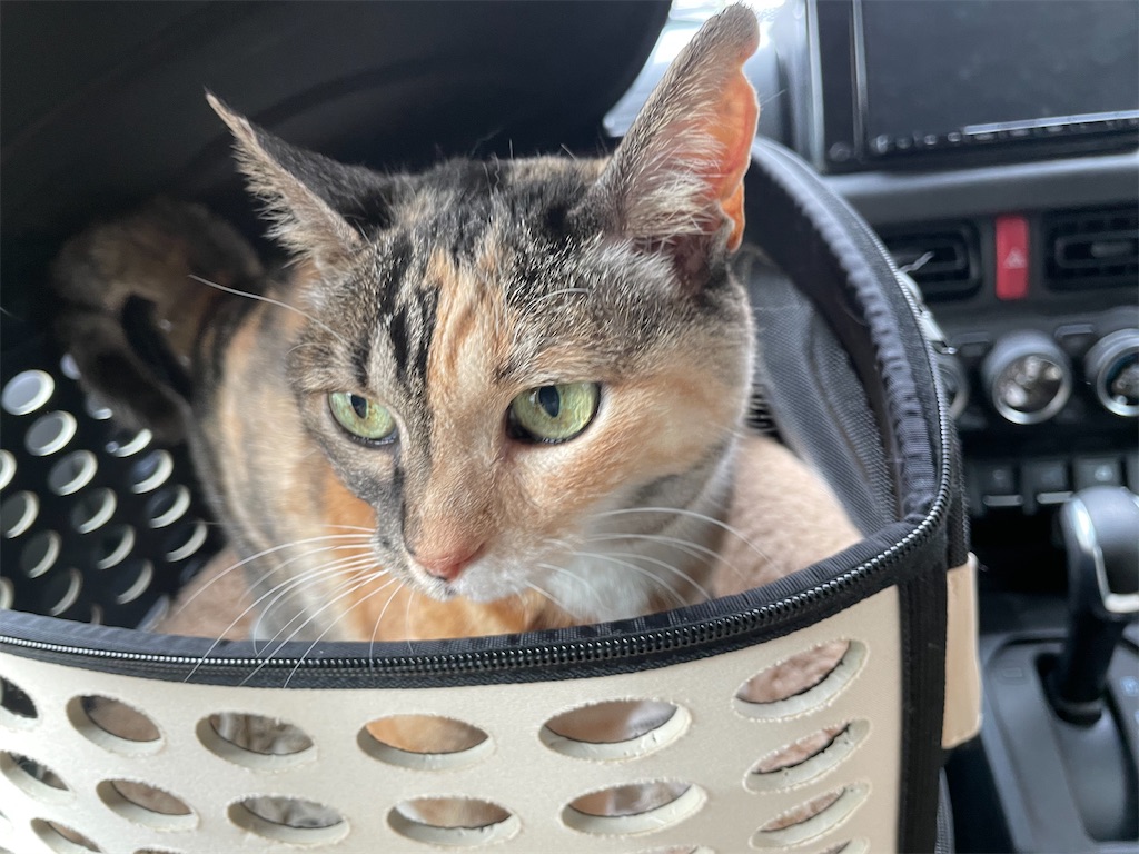 f:id:hiraryo0201:20210325191429j:image f:id:hiraryo0201:20210325191429j:image