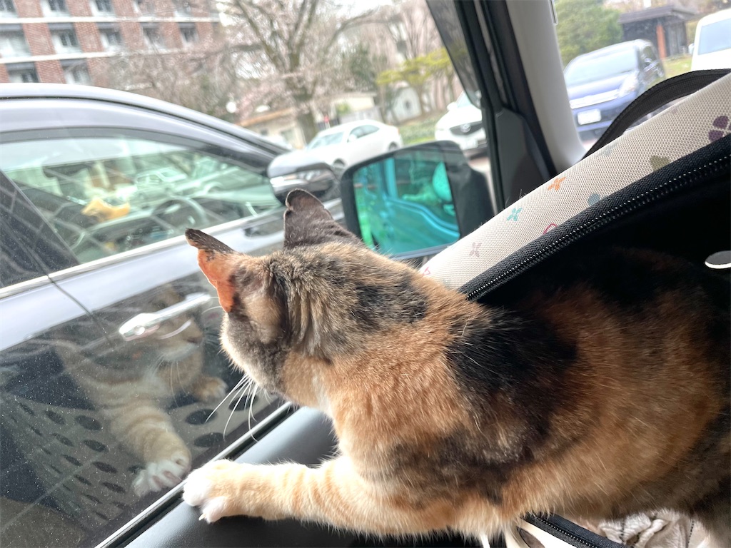 f:id:hiraryo0201:20210326071722j:image f:id:hiraryo0201:20210326071722j:image