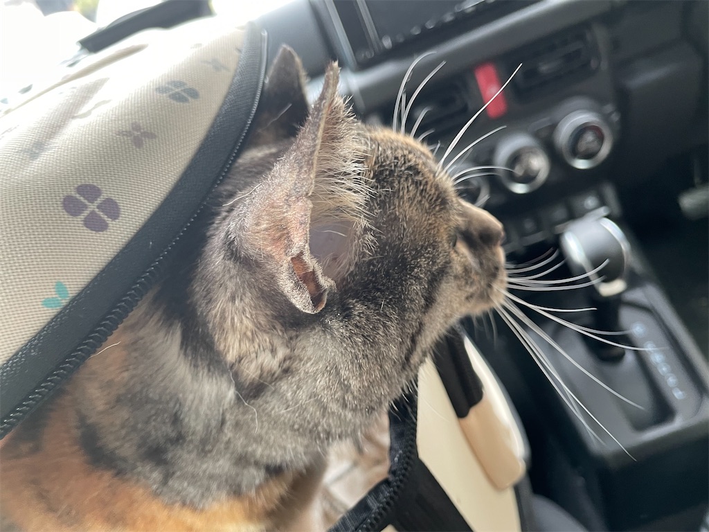 f:id:hiraryo0201:20210326071741j:image f:id:hiraryo0201:20210326071741j:image