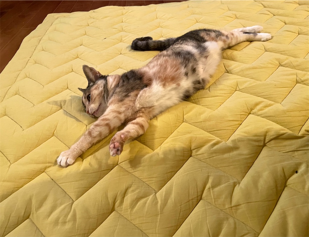 f:id:hiraryo0201:20210326071822j:image f:id:hiraryo0201:20210326071822j:image