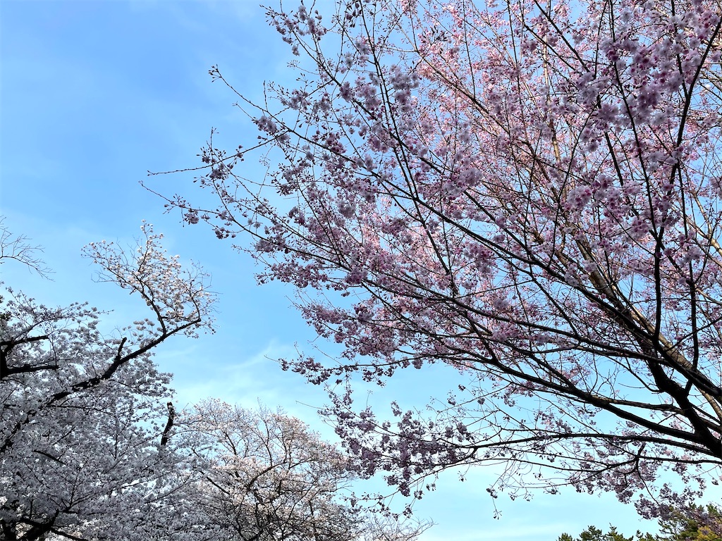 f:id:hiraryo0201:20210328155140j:image