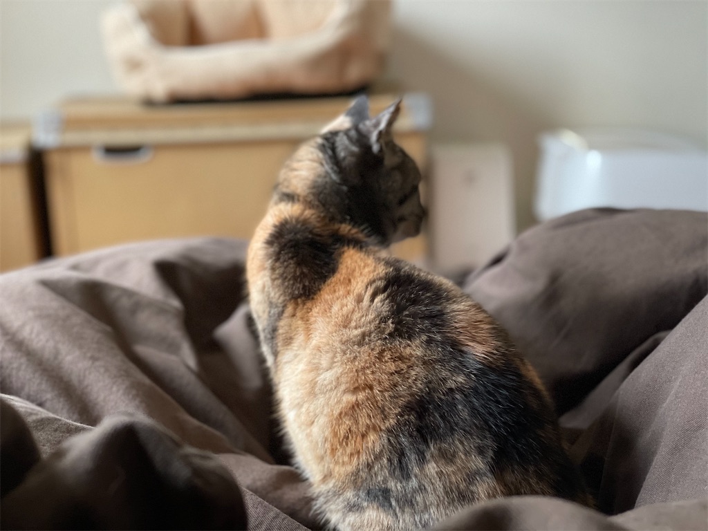 f:id:hiraryo0201:20210402211103j:image