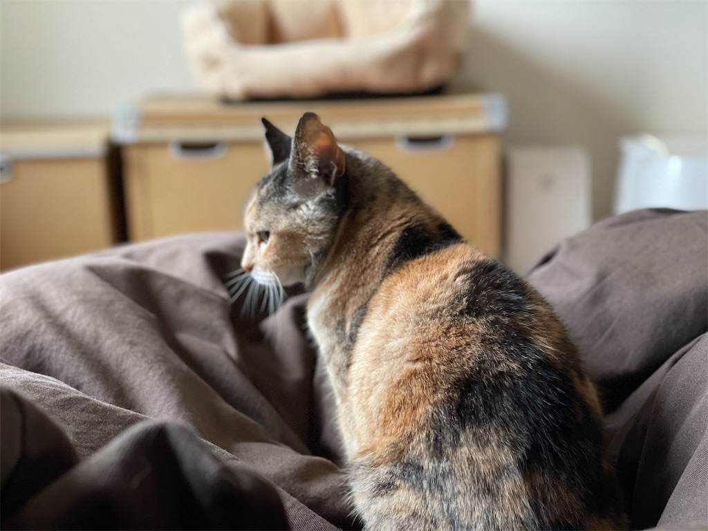 f:id:hiraryo0201:20210402211110j:image