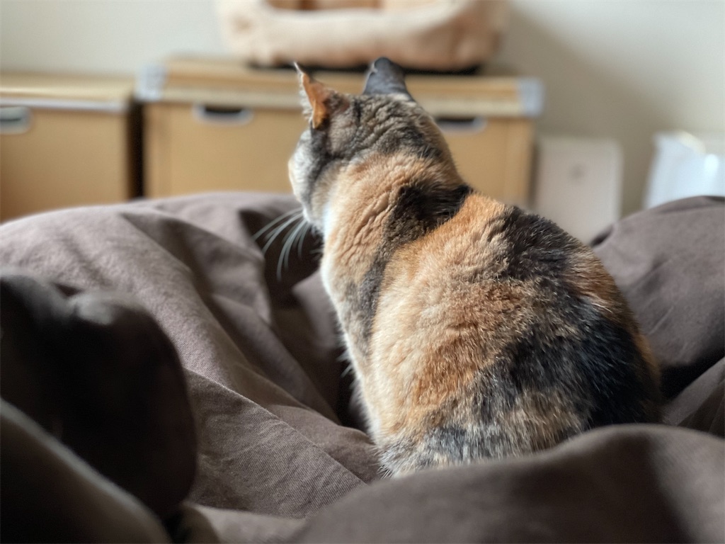 f:id:hiraryo0201:20210402211117j:image