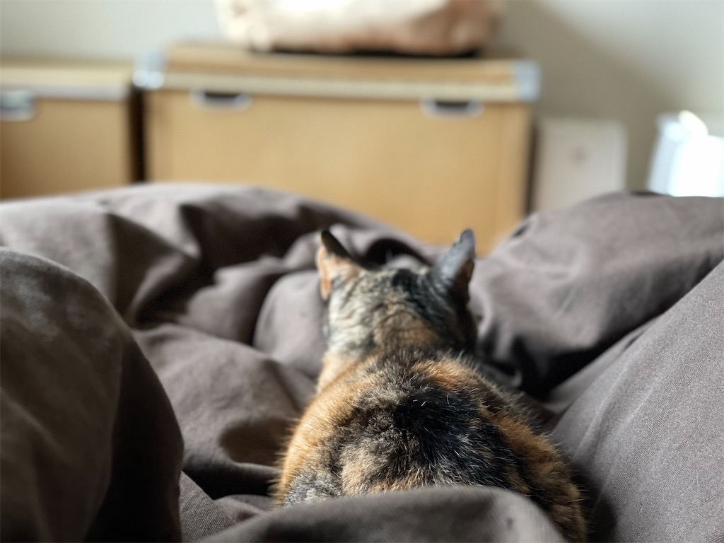 f:id:hiraryo0201:20210402211120j:image