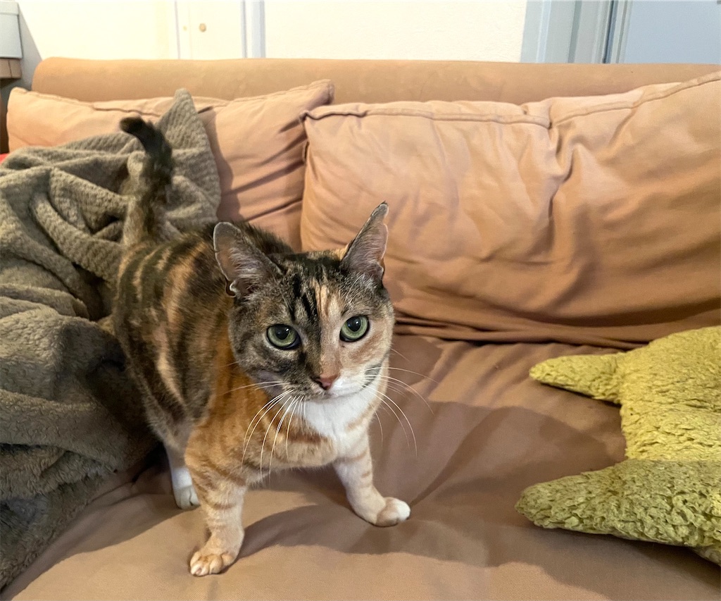 f:id:hiraryo0201:20210410064823j:image