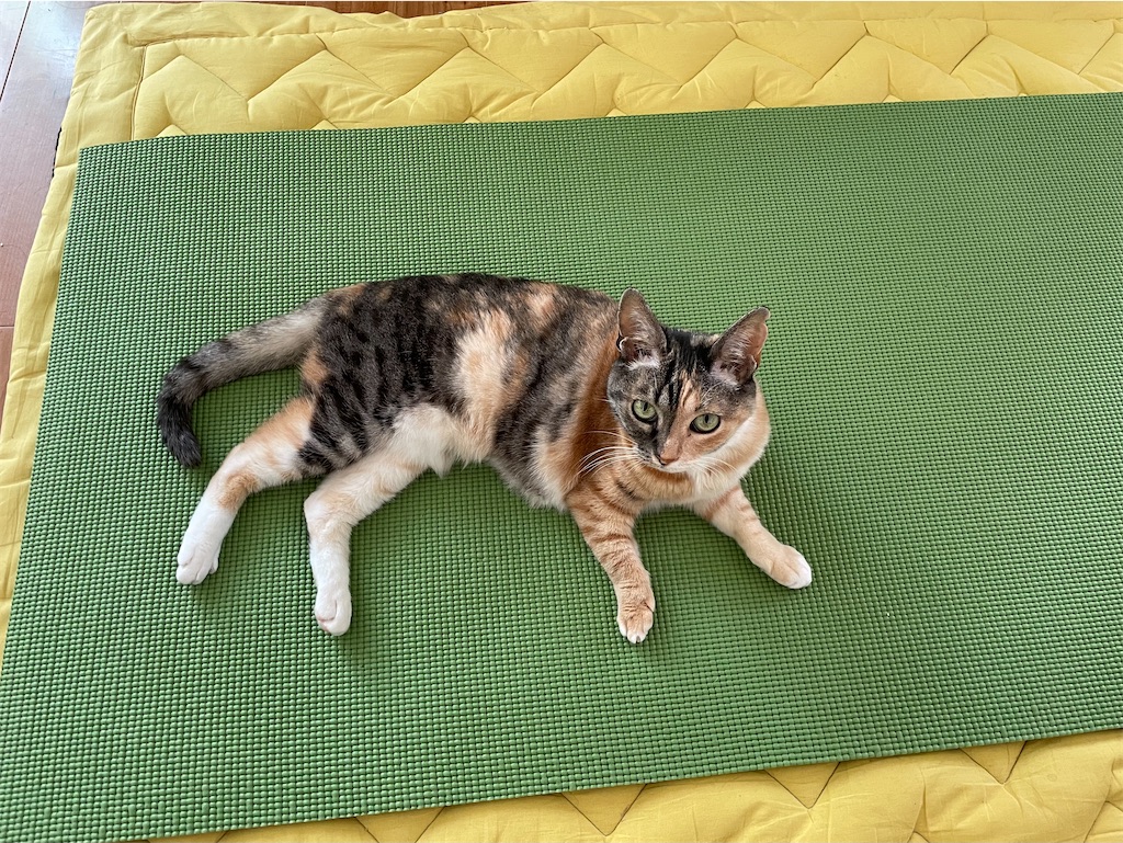 f:id:hiraryo0201:20210410064837j:image